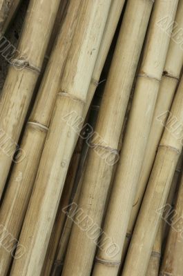 bamboo background