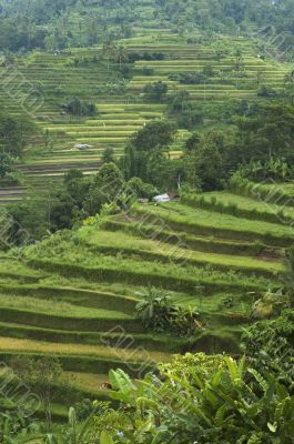 rice terraces, bali