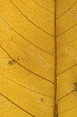 leaf texture