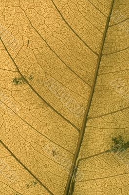 leaf texture