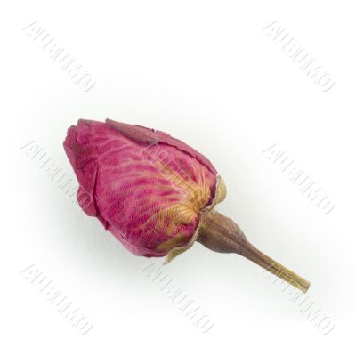 dried rosebud