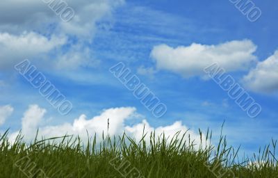 background of grass and blue sky