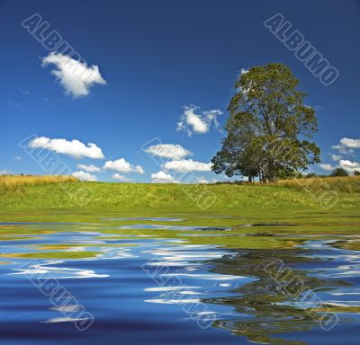 deep blue sky and tree in the field