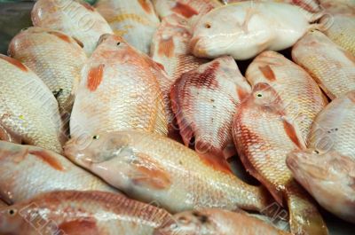 fish at fishmarket