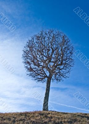tree over blue sky background