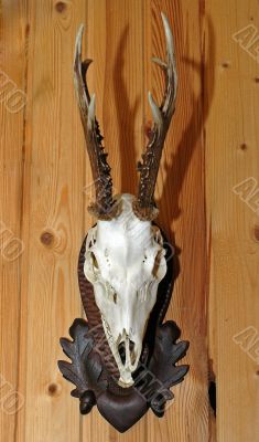 trophy