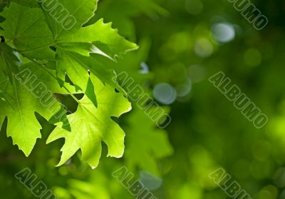 green leaves, shallow focus