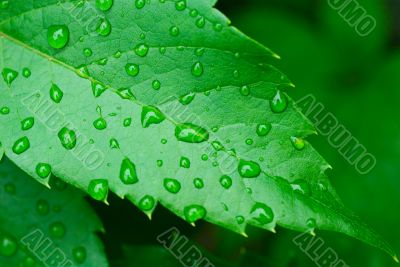 droplets on leaf - shallow focus