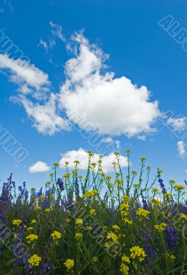 background of blooming flowers, green grass and blue sky