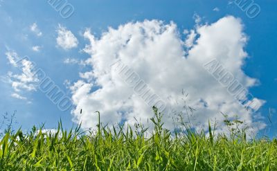 green grass and blue sky