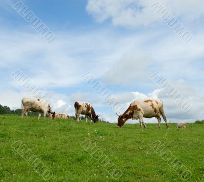 cows in green field