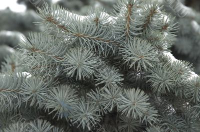 christmas tree branches covered with snow