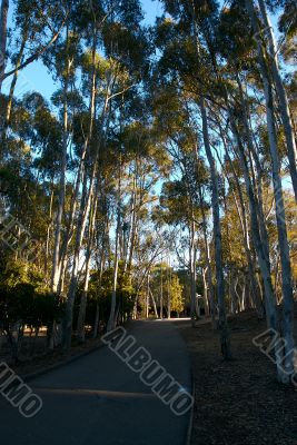 pathway