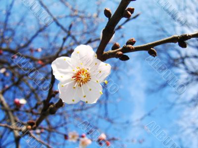 Spring Branch