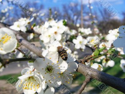 Cherry Blossom With Bee