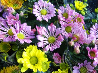Bunch of flowers