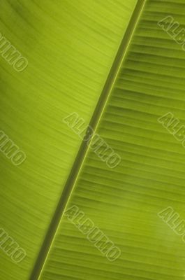 banana leaf