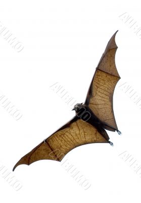the bat