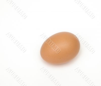 isolated egg
