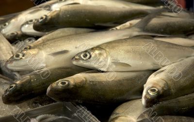 fish