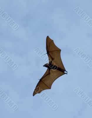 the bat