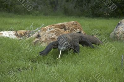 Komodo dragon