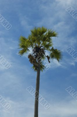 palm tree against blue sky