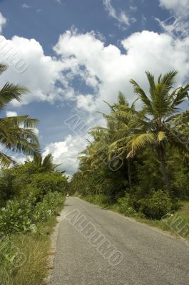 palm road