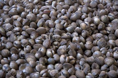 fishmarket - shells