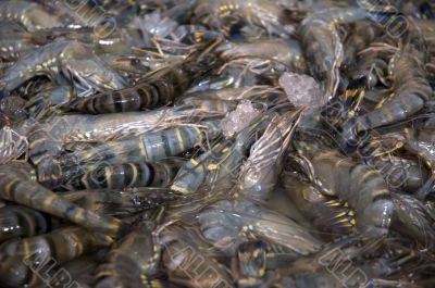 fish market - shrimps