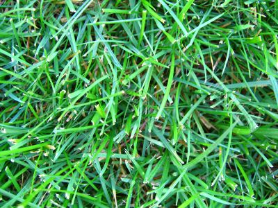 Green Grass