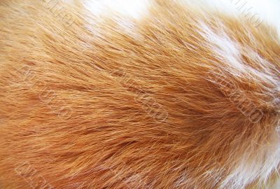 Fur texture