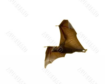 the bat