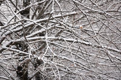 background of branches covered with snow