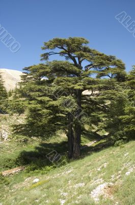 lebanese cedar