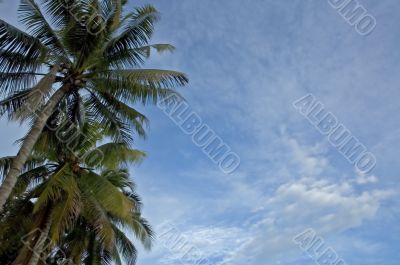 palms and sky background