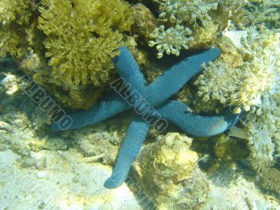 starfish