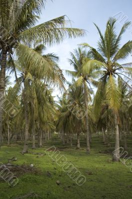 coconut palm forest