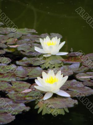 water lily