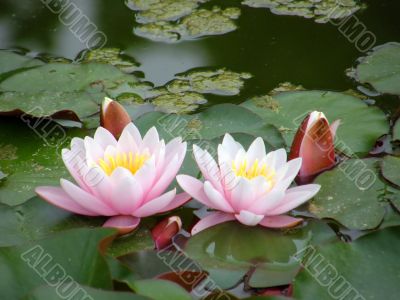 water lily