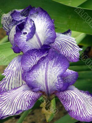 flower of an iris