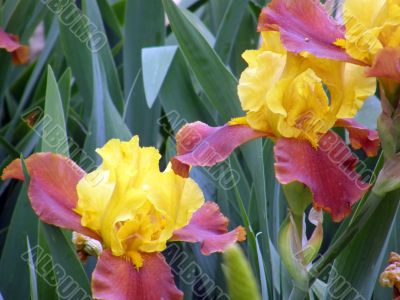 flower of an iris