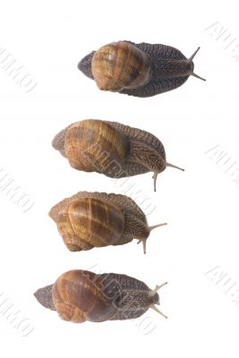 Snails