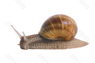 Snails