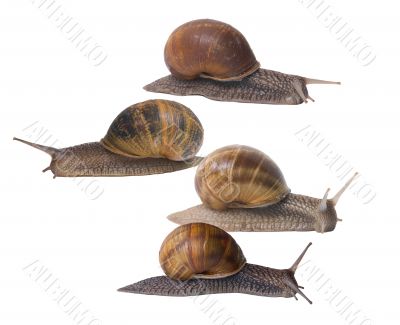 Snails