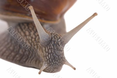 Snails