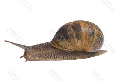 Snails