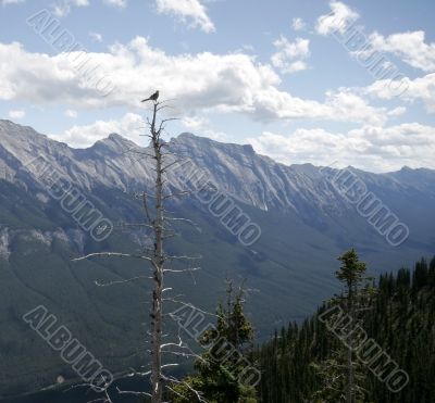 Bird atop a dead tree - mountain scenery