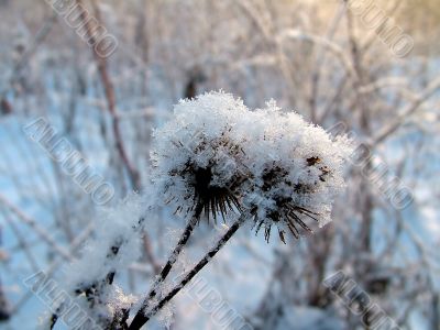 Burdock in the snow