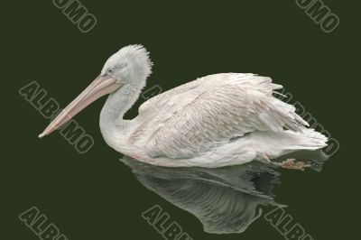 Pink pelican